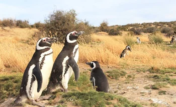 Los pingüinos varados "llegan en muy malas condiciones, porque no han logrado comer lo suficiente y por eso van a la playa a morir", dijo a la BBC el Dr. Flavio Quintana.