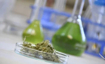 Las formulaciones magistrales a base de cannabis deben ser prescriptas por médico tratante 