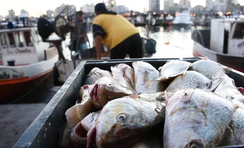 El director de la Dinara aseguró que no hay riesgos para la salud al comer carne de pescado.