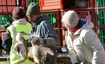 Sacrificio de aves en Europa, para evitar la propagación de la gripe aviar.