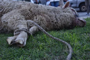 La problemática de los perros no es igual en la ciudad y en el campo, comentó Rafael Graña, productor ovejero.