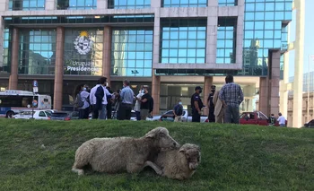 Cuatro ovinos, dos muertos y dos gravemente heridos, fueron expuestos en la Plaza Independencia 