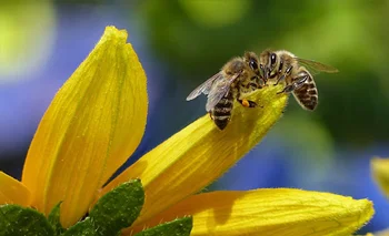 Archivo. eligro que corre la especie de las abejas ha sido una de las principales denuncias medioambientales de los últimos años