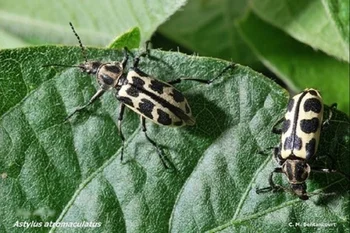 Escarabajo Astylus atromaculatus.