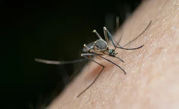 Mosquito, el vector que traslada la enfermedad.