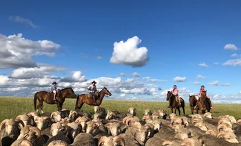 Producción de ovinos en campos de Uruguay.