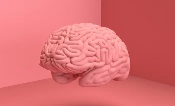 El cerebro es el órgano más complejo del ser humano.