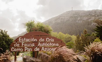 Denunian estado "deplorable" de  los animales en la Reserva de Flora y Fauna del Cerro Pan de Azúcar