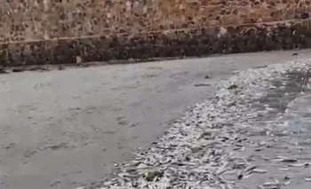 peces muertos en Piriápolis.