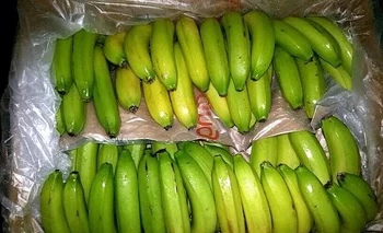 La agencia rusa para la supervisión fitosanitaria de los alimentos prohibió a principios de febrero la importación de bananas de cinco empresas ecuatorianas.