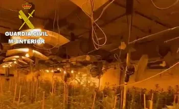 Imagen de uno de los cultivos de marihuana hallado por la Guardia Civil en la provincia de Castellón
