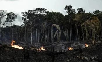 Los incendios, junto a la sequía y las altas temperaturas, produjeron el estrés en la mayor selva tropical del mundo.