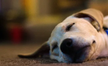 No te preocupes si tienes perros dormilones, esto dice la ciencia sobre sus horas de sueño.