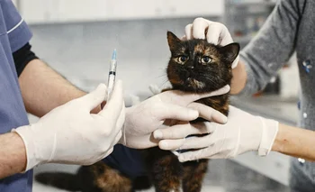 Los gatos mayores de 7 años deben ser llevados al veterinario cada seis meses.