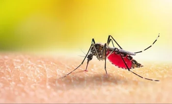 El dengue se vuelve una enfermedad endémica en todo Argentina
