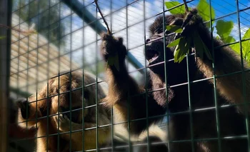 Benavídez: liberaron a cuatro monos aulladores confinados en jaulas en un criadero ilegal