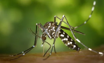 El dengue es una enfermedad viral transmitida principalmente por el mosquito Aedes aegypti