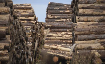 La madera de pino es provista por varios productores del sector forestal
