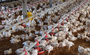Los pollos eran de una granja avícola (foto archivo)