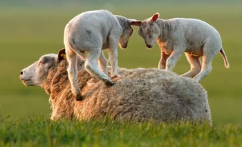 Zambrano & Cía ofertará ovinos de diferentes razas.