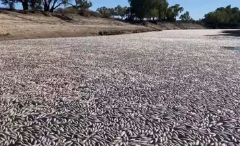 Los pescados en Australia
