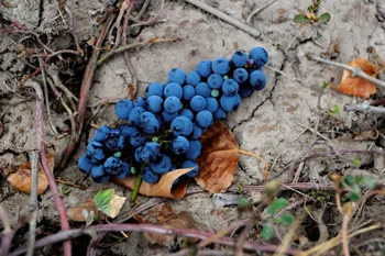 Adversidades climáticas generaron dificultades muy relevantes en el sector vitivinícola argentino.