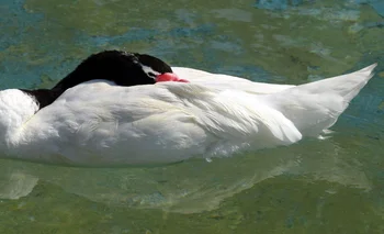 Cisne de cuello negro, ave silvestre, muy afectada por la gripe aviar en los casos de Uruguay.