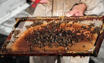 Las abejas tienen una mortandad del 27%.