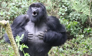 Los golpes en el pecho son una forma de comunicación entre gorilas