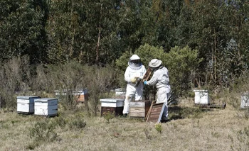 Muchos apicultores en otoño trasladan colmenas a zonas forestadas.