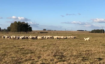 Rubro ovino, un puntal de la ganadería nacional.