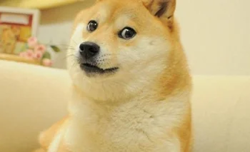 Doge: el meme del perro raza shiba inu llamado Kabosu