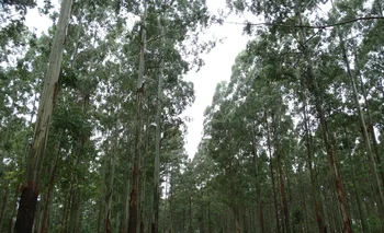 El Ministerio de Ambiente tendrá un control más estricto sobre las superficies que se forestarán. 
