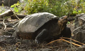 La tortuga gigante hallada en la isla Fernandina