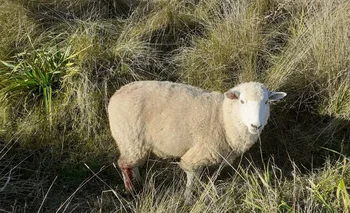 Uno de los ovinos quedó herido tras el ataque.