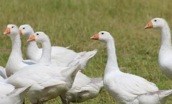 Gansos, también fueron afectados por muertes debido a gripe aviar.
