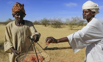 La acacia utilizada para producir la goma crece en un “cinturón” de 500.000 kilómetros cuadrados que atraviesa Sudán desde Gadarif hasta Darfur