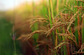 Los datos de área de arroz difieren en más de 10 mil hectáreas.