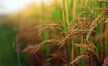 Los datos de área de arroz difieren en más de 10 mil hectáreas.