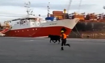 El novillo se escapa del puerto