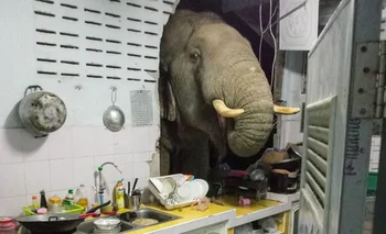 Así aparece el elefante a pedir comida en una casa tailandesa