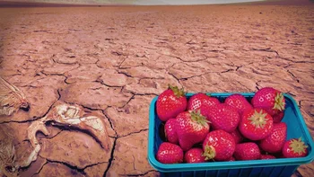 Una organización ecologista alemana asegura que las fresas amenazan a la región de Doñana.