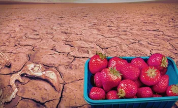 Una organización ecologista alemana asegura que las fresas amenazan a la región de Doñana.