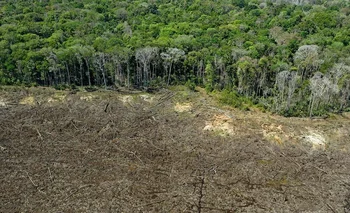 La deforestación en todo el país se disparó entre 2019 y 2022 bajo la presidencia de Jair Bolsonaro