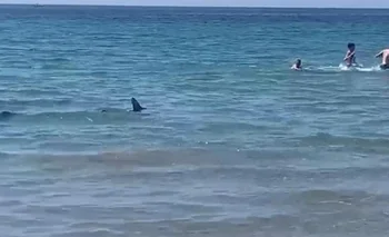 El tiburón azul en la costa de Alicante