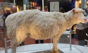 Los restos disecados de la oveja Dolly están expuestos en el Real Museo de Escocia.