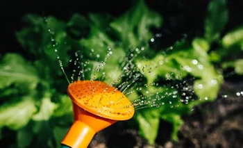 Saber qué humedad necesitan las plantas permite que no se generen excesos o déficits de riego.