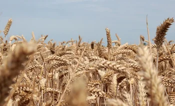 Rusia y Ucrania representan el 30% del comercio mundial de trigo