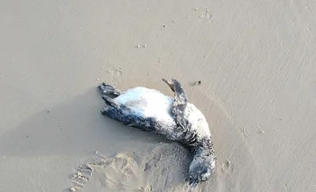 Pingüino muerto en la costa uruguaya