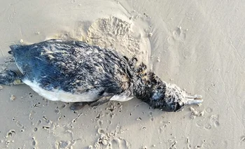   Pingüinos aparecen muertos en playas uruguayas